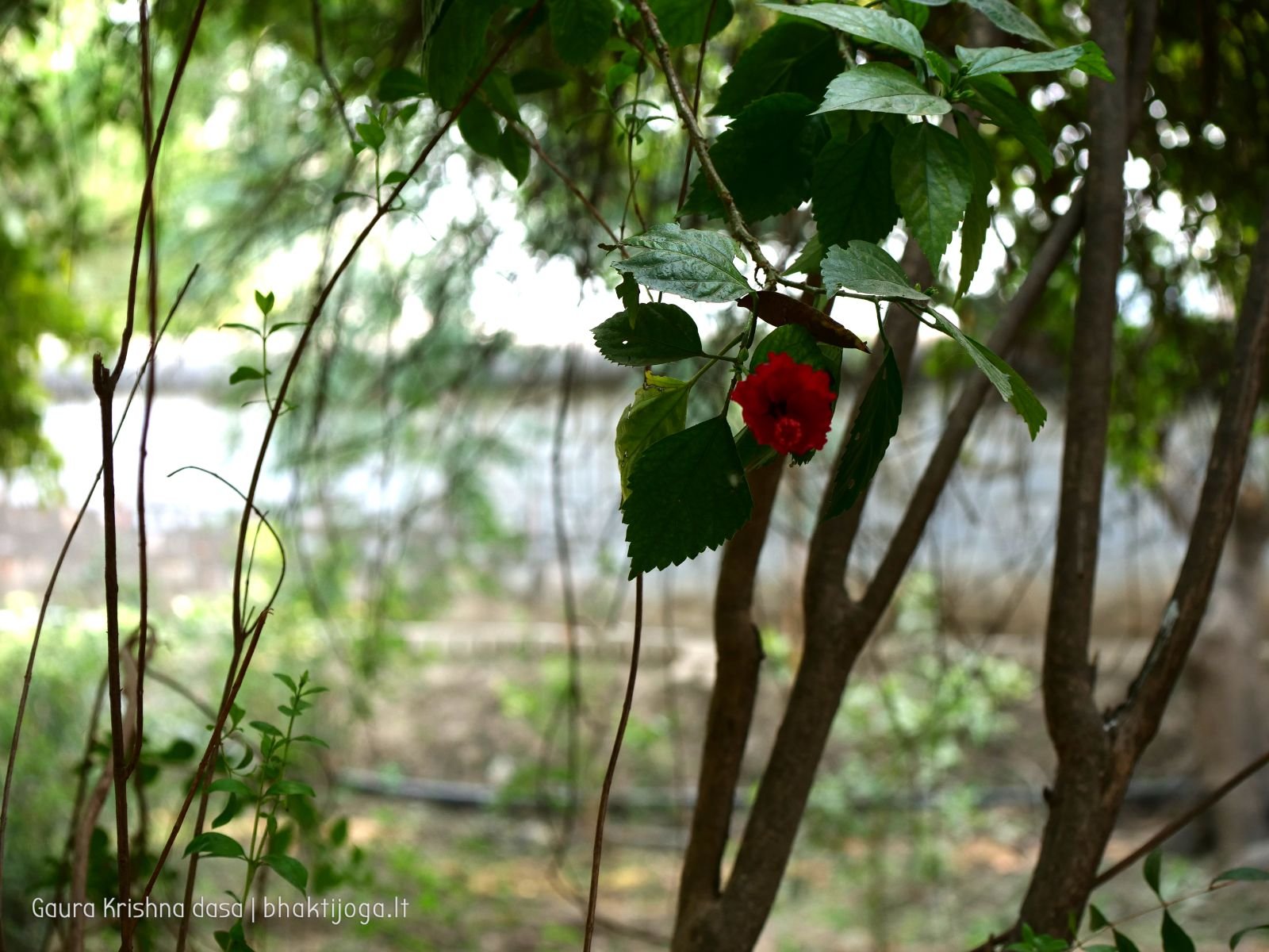 Varshana parikrama and preaching. 2019.12.10